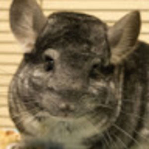 Meet your Posher, Aden